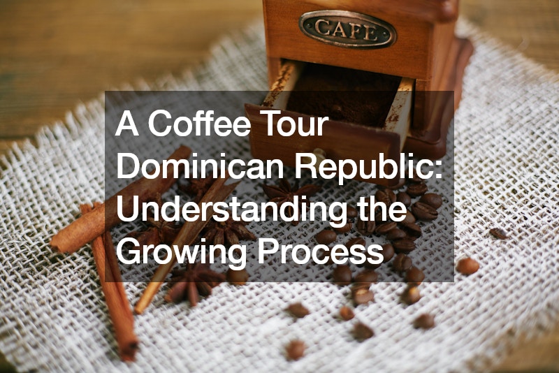A Coffee Tour Dominican Republic Understanding the Growing Process